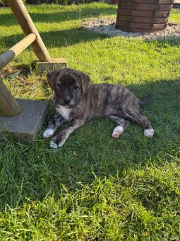Šteniatko pitbull - 3