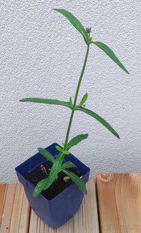 Železník argentínsky - Verbena bonariensis - 3