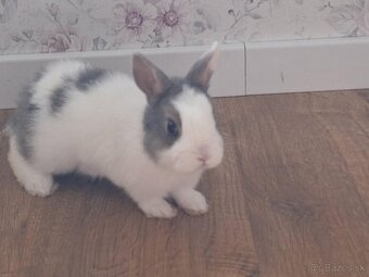 Predam zakrsle kraliky - 3