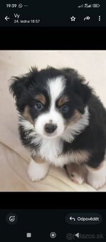 Miniaturní Americký ovčák s PP - 3