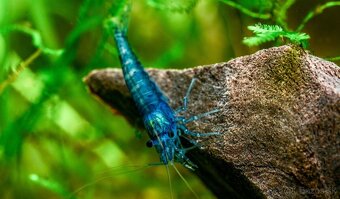 Premium Caridina a Neocaridina - odber Ruzomberok - 3