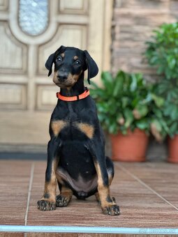 DOBERMAN Šteniatko - 3