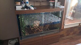 Predam terarium - 3