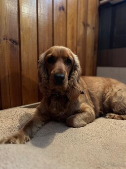 Darujem fenku angkicky kokerspaniel - 3