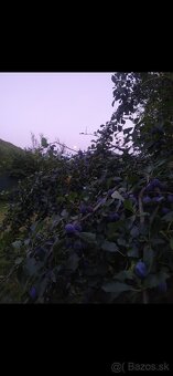 Rekreačný pozemok s chatkou - 3