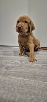 Maďarská vyžla šteniatka - 3