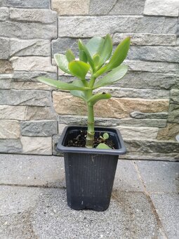 Izbové rastliny - 3