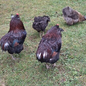 Aracuana - kohút - 3