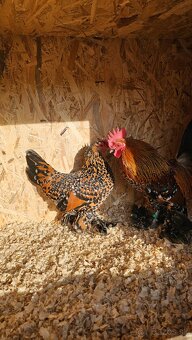 NV Milflerka zlatý porcelán - 3