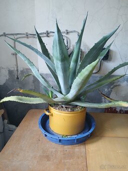 Agáve Americká - 3