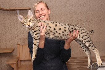 Savannah macka - 3