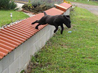 Čokoládové šteňatá Labradora - 3