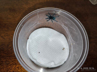 Caribena Versicolor (avicularia, pavúk, tarantula) - 3