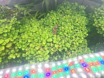 Anubias nana - 3