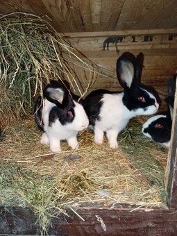 Šarišský Obrovitý - 3