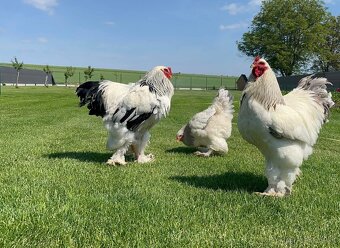 Brahmanka Columbia f.veľká - 3