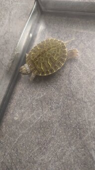 Vodné korytnačky - 3