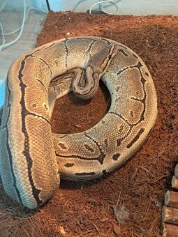Python regius - pinstripe - 3