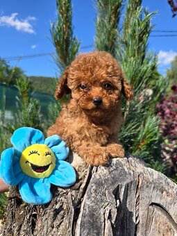 Pudlik, pudel toy-mini -Poodle - 3