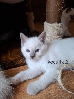 Ragdoll mačiatká na predaj - eladó ragdoll kiscicák - 3