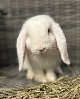 Huňaté Minilop králiky -BIOvýživa, odborný chov, VP - 3