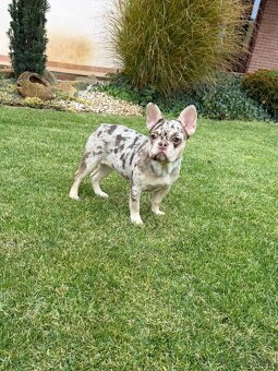 Francuzsky buldoček isabella and tan merle a big rope fenka - 3