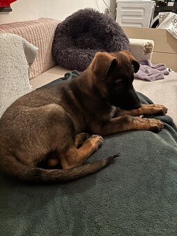 Šteniatko nemecký vlčiak - 3