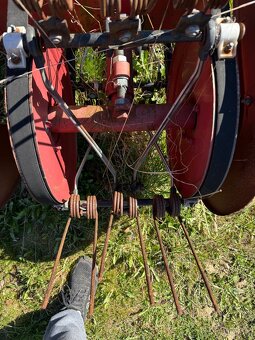 Hrabčka pasová - 3