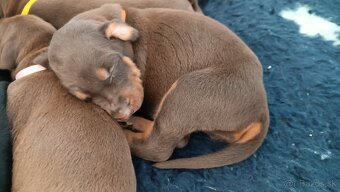 Doberman - kvalitní štěňata s PP - 3
