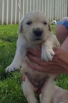 zlatý retriever - 3