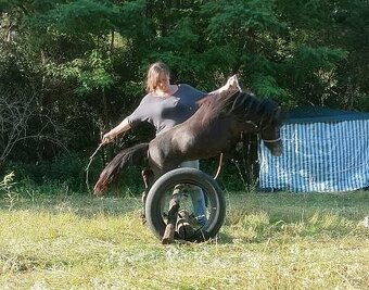 Falabella mini minihorse pony - 3