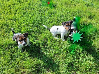 Jack russell terier . - 3