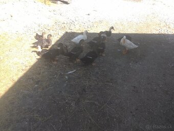 Kacky ruanske - 3