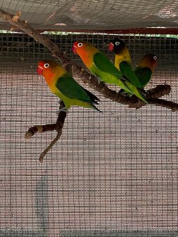 Mlade korely a Agapornis fisher - 3