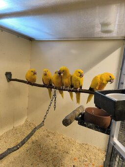 Guaruba guarouba(guaroba),Aratinga žltá. - 3