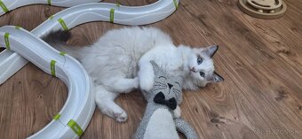Ragdoll kocúrik - 3