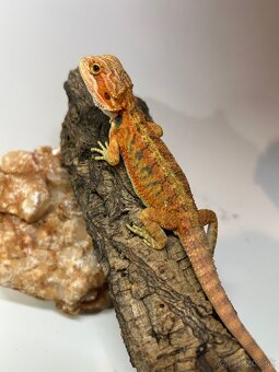 Agama bradatá - samce aj samice - 3