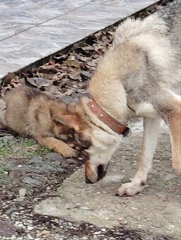 Československý vlčiak - 3