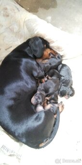 Krásne čistokrvné jazvečíky na rezerváciu - 3