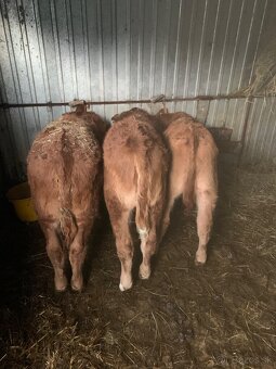 Predám 3 teľata S50L50 - 3