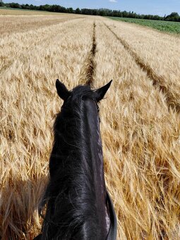 Na predaj valach 10r - 3