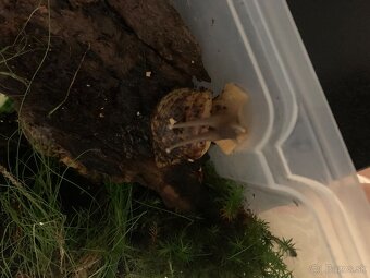 Slimák africký - 3