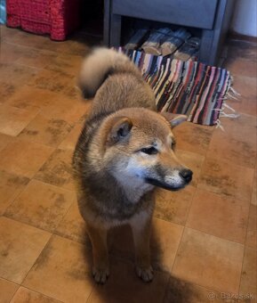Shiba Inu sučka na predaj - 3