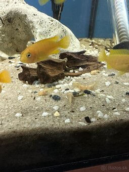 Predám Ancistrus Gold - Vlastný chov - 3