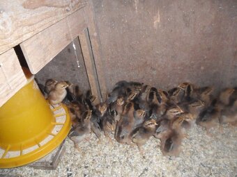 Kuriatka- Vlaška jarabičia - 3