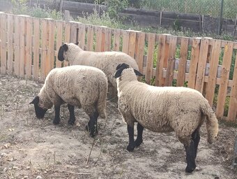 Predám ovce a barana plemena sufolk - 3