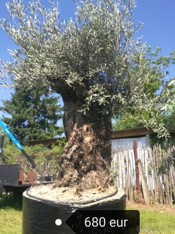 Olivovník bonsai - 3