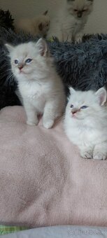 Ragdoll - 3