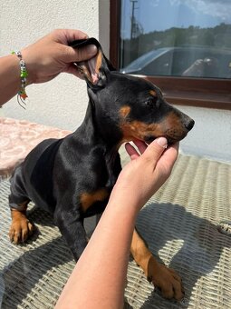 Šteňatá Doberman - 3