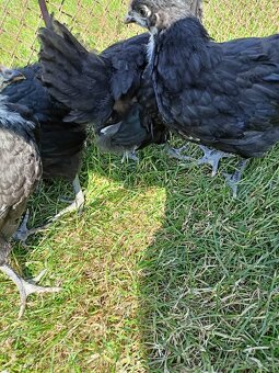 Australorp sliepky na predaj - 3